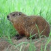 Groundhog - Photo (c) Mike Leveille, some rights reserved (CC BY-NC), uploaded by Mike Leveille
