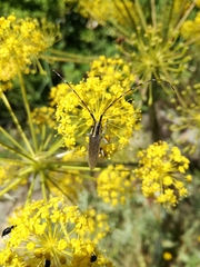 Agapanthia asphodeli