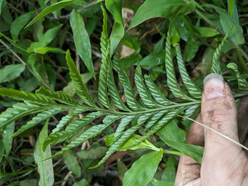 Asplenium kaulfussii, 2024-04-21