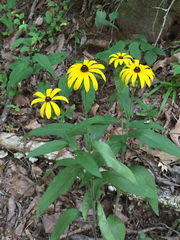 Rudbeckia