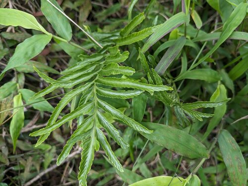 Asplenium kaulfussii, photograph 6