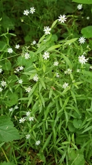 Stellaria longifolia