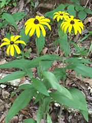 Rudbeckia