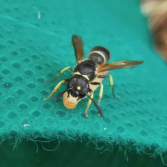 Ancistrocerus albolacteus