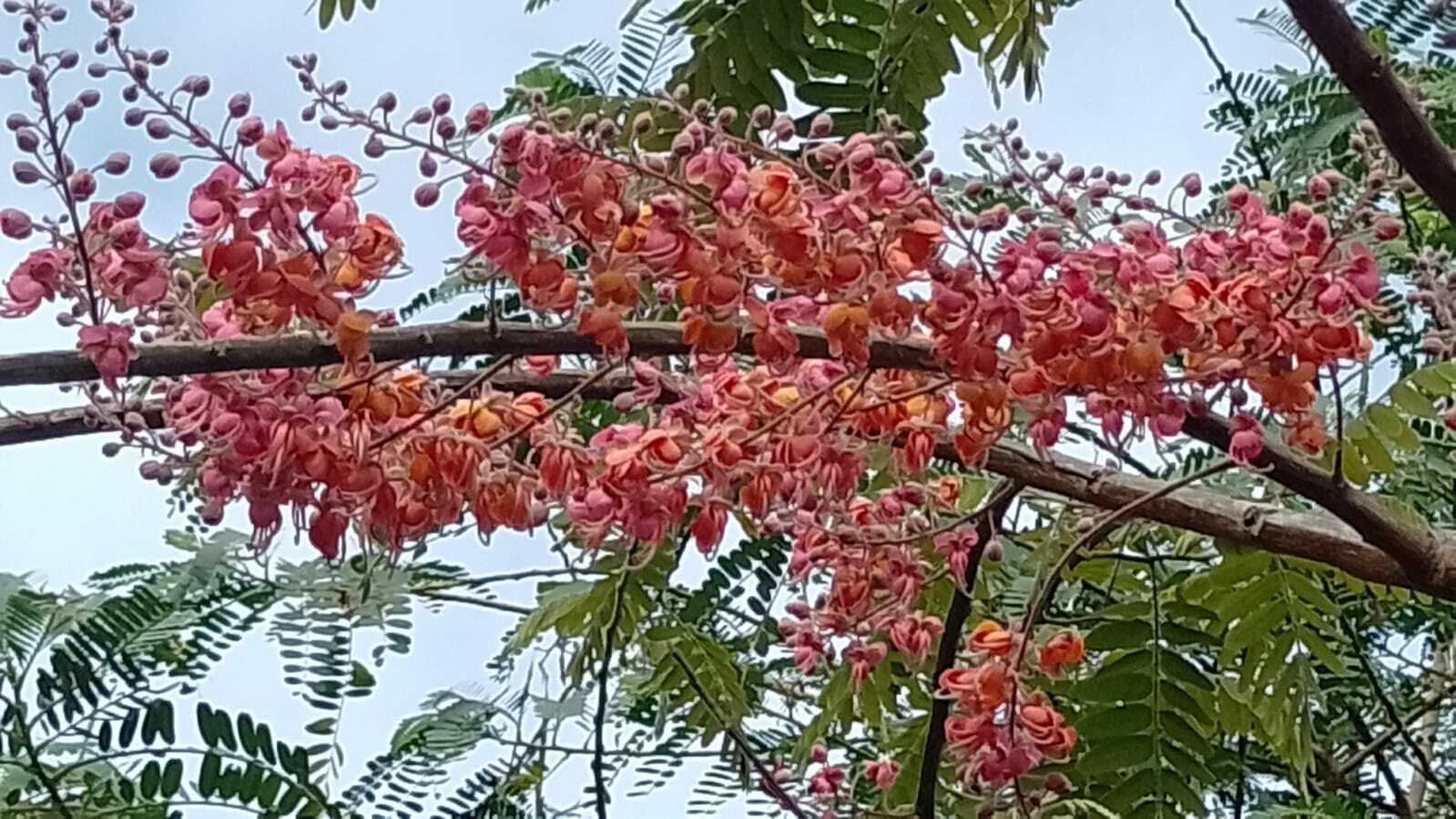 Imagem de Cássia-Rosa