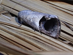 Westermannia pangolina