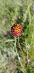 Gaillardia suavis