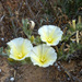 Convolvulus secundus - Photo (c) Ron Frumkin, some rights reserved (CC BY-NC), uploaded by Ron Frumkin