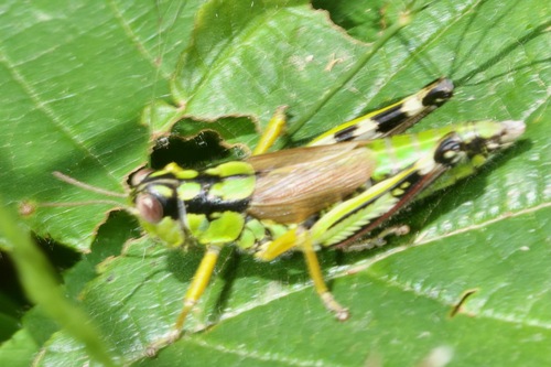 Green Mountain Grasshopper, Bozsok, 9727 Hungary, photo 8 of 10