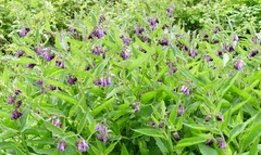 Symphytum officinale