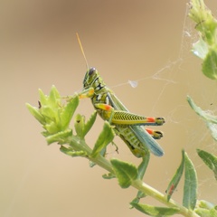 Hesperotettix viridis