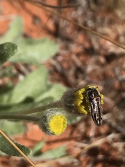Acmaeodera pubiventris lanata