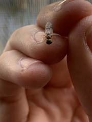 Stratiomyomorpha