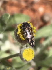 Acmaeodera pubiventris lanata