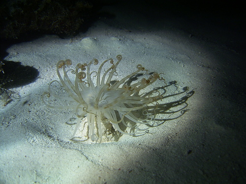 Isarachnanthus nocturnus