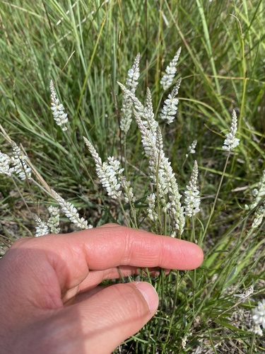 white milkwort