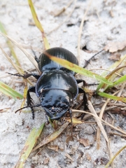 Pasimachus sublaevis