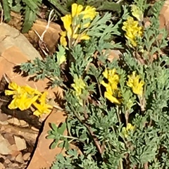 Corydalis aurea aurea
