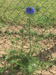 Nigella damascena