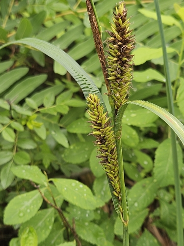 Image of Carex lacustris by (c) Mike Zifkin, some rights reserved (CC BY)