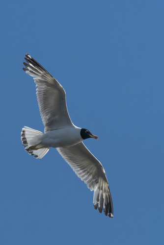 Pallas’s Gull / Great Black-headed Gull｜渔鸥 参考照片