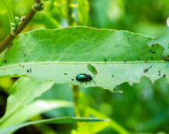 Gastrophysa cyanea