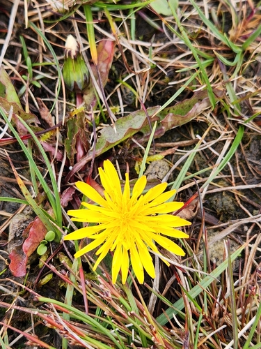 St Kilda Dandelion (Taraxacum pankhurstianum)
