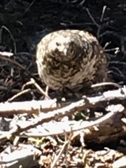 Canachites canadensis