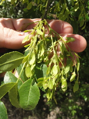 Fraxinus dipetala