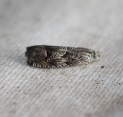 Ofatulena duodecemstriata