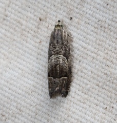 Ofatulena duodecemstriata