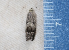 Ofatulena duodecemstriata