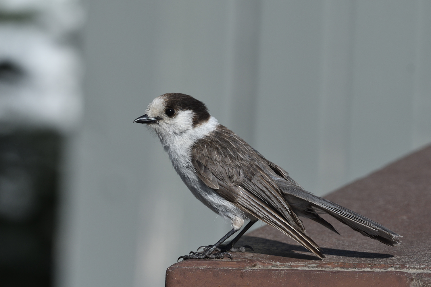 Gray Canada Jay (Subspecies Perisoreus canadensis griseus