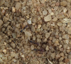 Tetramorium sericeiventre
