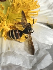 Andrena prunorum