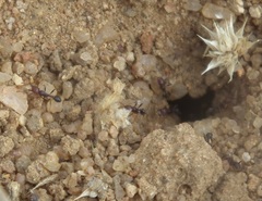 Tetramorium sericeiventre