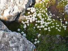 author not stated, no rights reserved Saxifraga canaliculata, photograph author not stated, no rights reserved