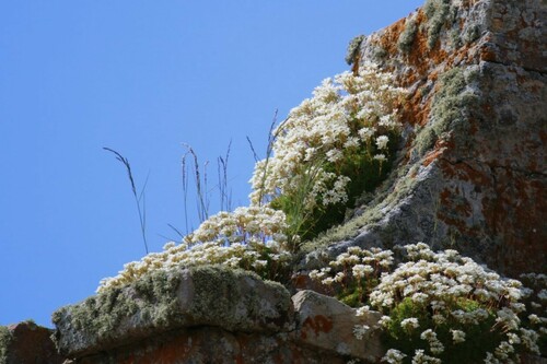 Saxifraga canaliculata, photograph 3