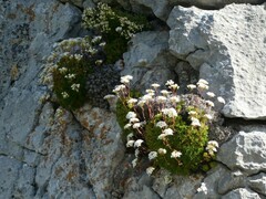 author not stated, no rights reserved Saxifraga canaliculata, photograph author not stated, no rights reserved