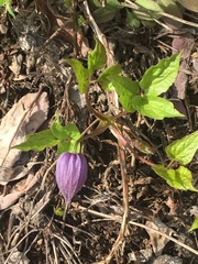Clematis occidentalis grosseserrata
