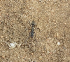 Ophthalmopone berthoudi