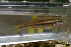 Chrosomus erythrogaster