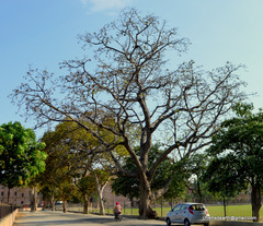 Bombax ceiba