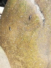 Ligia occidentalis