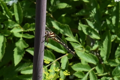 Cordulegaster bilineata