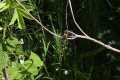 Cordulegaster bilineata