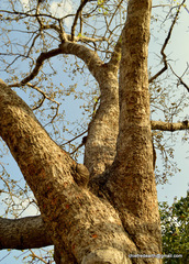 Bombax ceiba