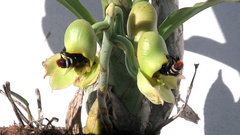 Eulaema niveofasciata