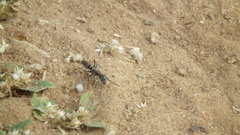 Ophthalmopone berthoudi