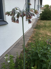 Allium siculum